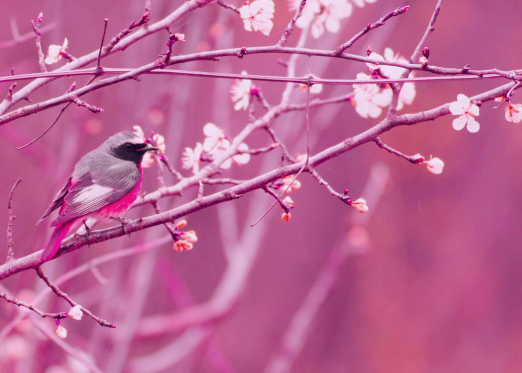 The Benefits of Birdsong